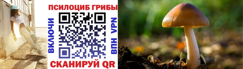 mega как войти  Сосновый Бор  Галлюциногенные грибы Psilocybe 